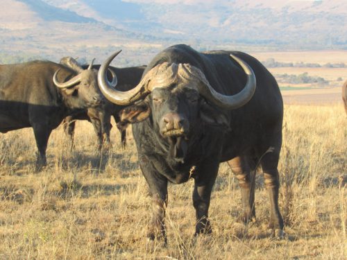 Ellisras Bull