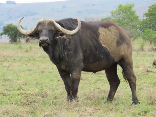 Buffalo 11