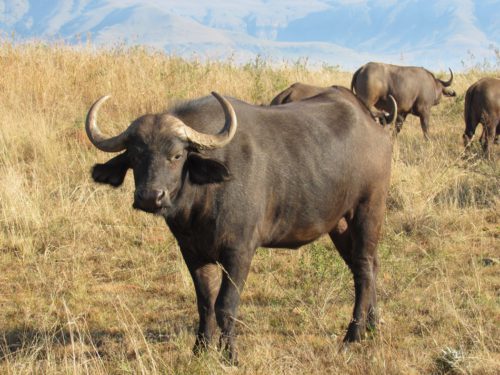 Buffalo 14-4