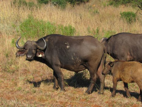 Buffalo B5