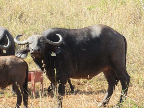 Buffalo K80