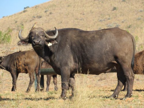 Buffalo B3