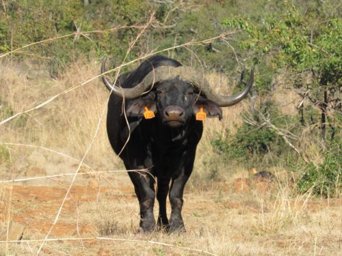 Buffalo J23