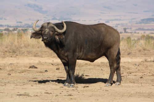 Buffalo 7DA