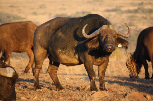 Buffalo 7D